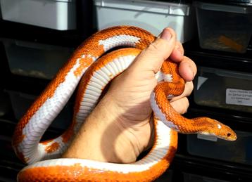 1.1 PIED corns kweekkoppel beschikbaar voor biedingen
