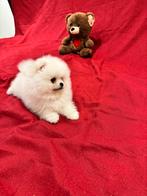 Pomeranian puppy, Particulier, Rabiës (hondsdolheid), Reu, 8 tot 15 weken