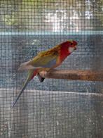Rosella's mutaties, Dieren en Toebehoren, Vogels | Parkieten en Papegaaien, Meerdere dieren, Parkiet, Geringd