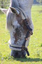 Knappe merrie, Merrie, B, Gechipt, 160 tot 165 cm