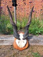 Oude schedel KUDU ANTILOPE met hoorns op houten schild, Verzamelen, Dierenverzamelingen, Ophalen, Zo goed als nieuw, Overige soorten