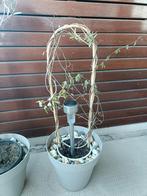 Passiebloem, kleine boom excl. pot, Tuin en Terras, Planten | Tuinplanten, Ophalen, Overige soorten, Volle zon