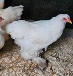 Wit brahma haan 4 maanden, Dieren en Toebehoren, Pluimvee, Mannelijk, Kip