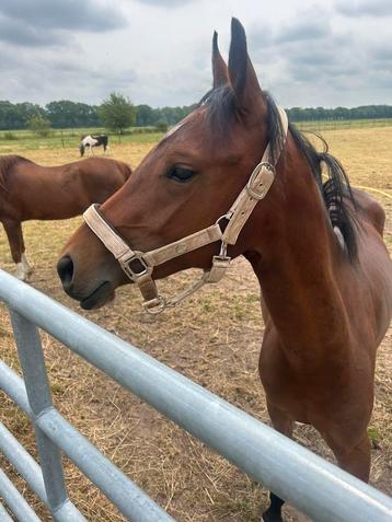 Beschikbaar!! Geweldig lieve knappe tweejarige merrie beschikbaar voor biedingen