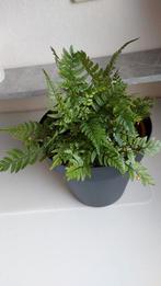 Varen, Ophalen, Halfschaduw, Minder dan 100 cm