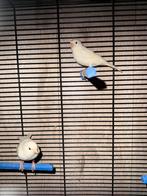 Hele mooie koppel witte kanaries te koop, Dieren en Toebehoren, Vogels | Kanaries, Meerdere dieren, Zangkanarie