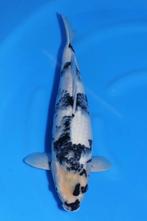 HQ++ Shiro Utsuri met 60 Omosako, Dieren en Toebehoren, Vissen | Vijvervissen, Karper of Koi