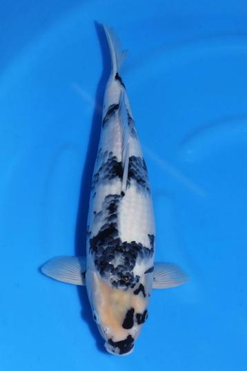 HQ++ Shiro Utsuri met 60 Omosako beschikbaar voor biedingen