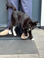 Jong katertje, Dieren en Toebehoren, Katten en Kittens | Raskatten | Korthaar, Kater, 0 tot 2 jaar