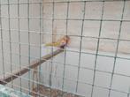 Turquoisine koppel., Dieren en Toebehoren, Vogels | Parkieten en Papegaaien, Meerdere dieren, Parkiet