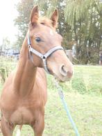 Hengstveulen, Gechipt, Minder dan 160 cm, Dressuurpaard, 0 tot 2 jaar