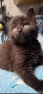 MAMMA VAN KITTENS IS MAINE COON XL MET STAMBOOM RUSSISCH, Dieren en Toebehoren, Meerdere dieren