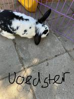 Leuke dwerghangoor konijntjes, Dieren en Toebehoren, Meerdere dieren, Dwerg, Hangoor, 0 tot 2 jaar