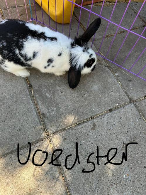 Leuke dwerghangoor konijntjes, Dieren en Toebehoren, Konijnen, Dwerg, Meerdere dieren, 0 tot 2 jaar, Hangoor
