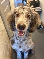 Goldendoodle F1B dekreu, Dieren en Toebehoren, Honden | Dekreuen, Reu, 1 tot 2 jaar, Parvo, Eén hond