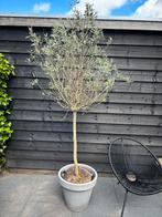 Olijfboom, Tuin en Terras, Planten | Bomen, 100 tot 250 cm, Olijfboom, Ophalen, Volle zon