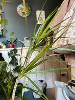 Dracaena, Huis en Inrichting, Ophalen, Halfschaduw, Minder dan 100 cm