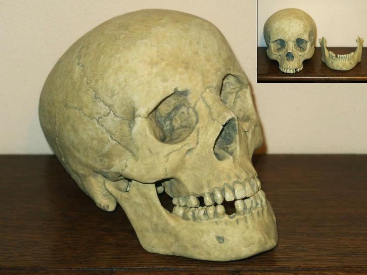 realistische REPLICA Skull mens, Schedel met Losse Onderkaak, Verzamelen, Dierenverzamelingen, Nieuw, Schedel, Ophalen of Verzenden