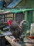 2 hanen te koop 2024, Dieren en Toebehoren, Pluimvee, Mannelijk, Kip