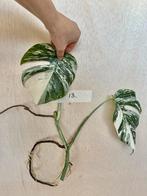 Monstera Albo stek met veel nieuwe wortels, Overige soorten, Minder dan 100 cm, Groene kamerplant, Halfschaduw