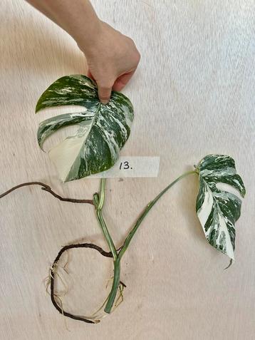 Monstera Albo stek met veel nieuwe wortels beschikbaar voor biedingen