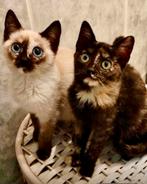 Twee prachtige zusjes, Dieren en Toebehoren, Katten en Kittens | Overige Katten, Poes