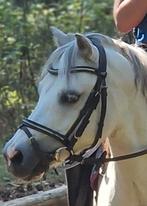 Lieve, betrouwbare Welsh B pony., Merrie, Dressuurpony, L, B pony (1.17m tot 1.27m)