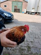 Mooie Hollandse kriel, Dieren en Toebehoren, Pluimvee