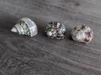3 schelpen, Verzamelen, Mineralen en Fossielen, Ophalen of Verzenden