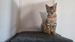 Nog 2 Savannah SBT poesjes (raszuiver), Dieren en Toebehoren, Poes, Gechipt, 0 tot 2 jaar