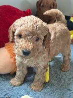 Mini labradoodle pups te koop! WIJ MOGEN VERHUIZEN, Overige rassen, CDV (hondenziekte), 8 tot 15 weken, Meerdere
