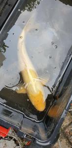 KOIKARPER RUIM 50 CM, Dieren en Toebehoren, Karper of Koi