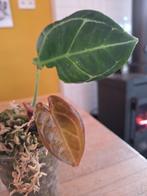 Anthurium NOID - Onbekende schoonheid!, Huis en Inrichting, Kamerplanten, Ophalen of Verzenden