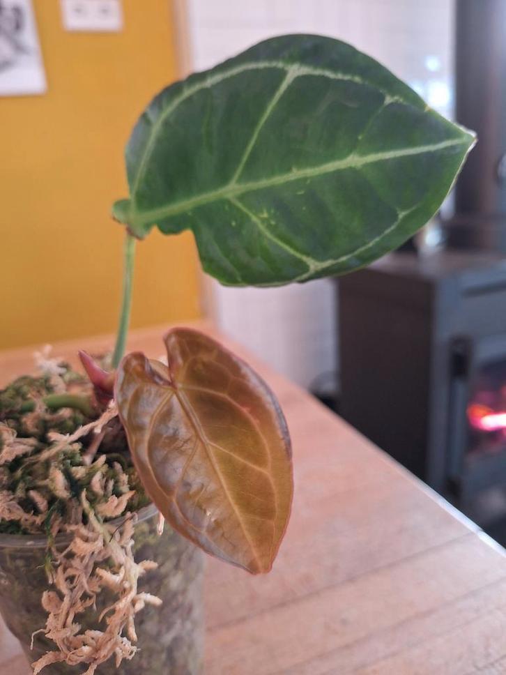 Anthurium NOID - Onbekende schoonheid!, Huis en Inrichting, Kamerplanten, Ophalen of Verzenden