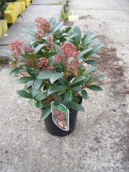 Skimmia japonica 'Rubella', Tuin en Terras, Planten | Tuinplanten, Vaste plant, Overige soorten, Halfschaduw, Winter, Ophalen