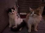 Main coon kittens te koop (katers), Dieren en Toebehoren, Katten en Kittens | Raskatten | Langhaar, Kater