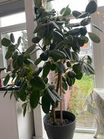Ficus, Ophalen, Overige soorten, 100 tot 250 cm