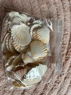 sint jacobs schelpen Pecten Radula, Ophalen of Verzenden, Schelp(en)