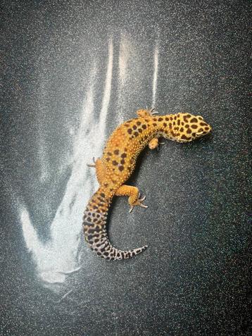 0.1 tangerine bell albino het eclipse luipaardgekko beschikbaar voor biedingen