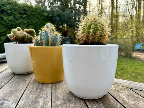 Drie cactussen in pot middelgroot, Tuin en Terras, Bloempotten, Zo goed als nieuw, Overige materialen, Minder dan 40 cm, Minder dan 25 cm