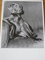Weimaraner op een sofa met een poot op de leuning - nieuw, Verzenden, 1980 tot heden, Ongelopen, Hond of Kat
