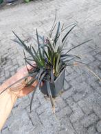 Zwart gras, ophiopogon plan niger, Ophalen, Zomer, Volle zon