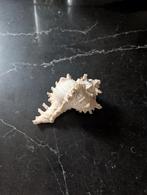 Mooie decoratieve schelp, Huis en Inrichting, Ophalen of Verzenden