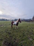 Weidegang stalling gezocht rond voortum mullem, Weidegang