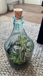 Flestuin - Miniatuur Tuin in Fles, Tuin en Terras, Overige soorten, Vaste plant, Ophalen of Verzenden, Bloeit niet