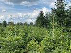 Te koop, mooie kerstbomen, Nordmann, Picea Omorika, Tuin en Terras, Planten | Bomen, Ophalen