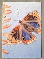 Beleef de natuur vlinders Tropical Buckeye Ansichtkaart, Verzenden, 1980 tot heden