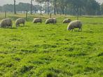 Texelaar ramlammeren Te Koop, Dieren en Toebehoren, Schapen, Geiten en Varkens, Mannelijk, Schaap, 0 tot 2 jaar