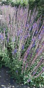 Pollen Salvia's, Tuin en Terras, Planten | Tuinplanten, Ophalen, Zomer, Overige soorten, Volle zon