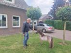 Speciaal gekleurd mini paardje, Dieren en Toebehoren, Pony's, Merrie, Niet van toepassing, 0 tot 2 jaar, A pony (tot 1.17m)